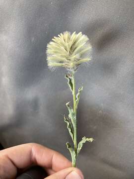 <i>Ptilotus angustifolius</i>的圖片