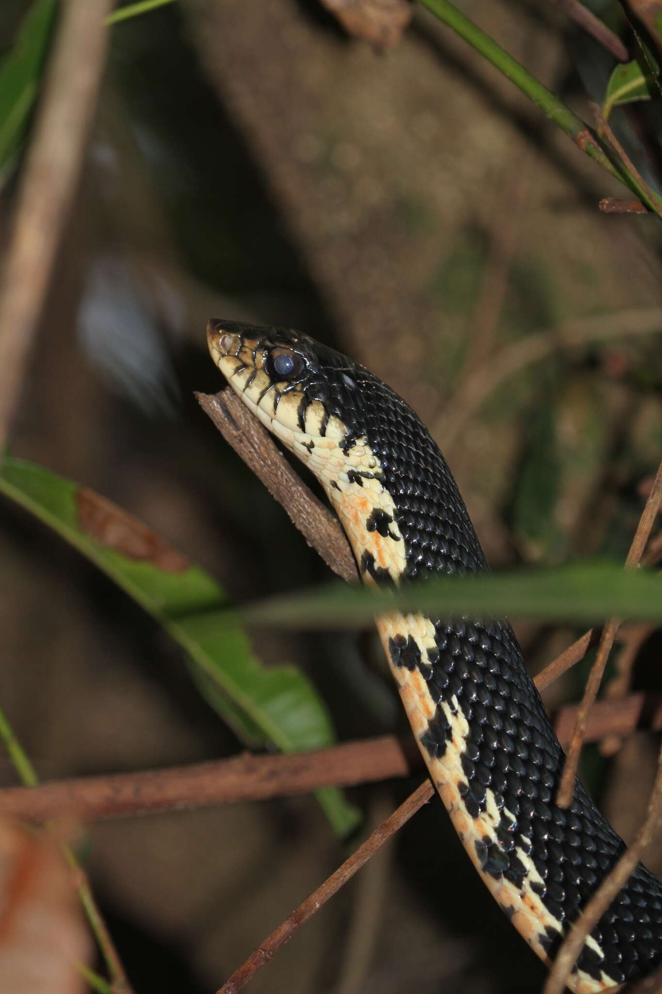 Image of Malagasy hognose snake