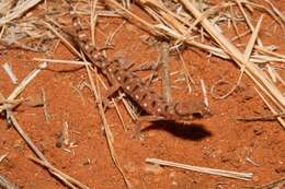 Image of Beaked Gecko