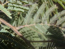 Image of feather tree