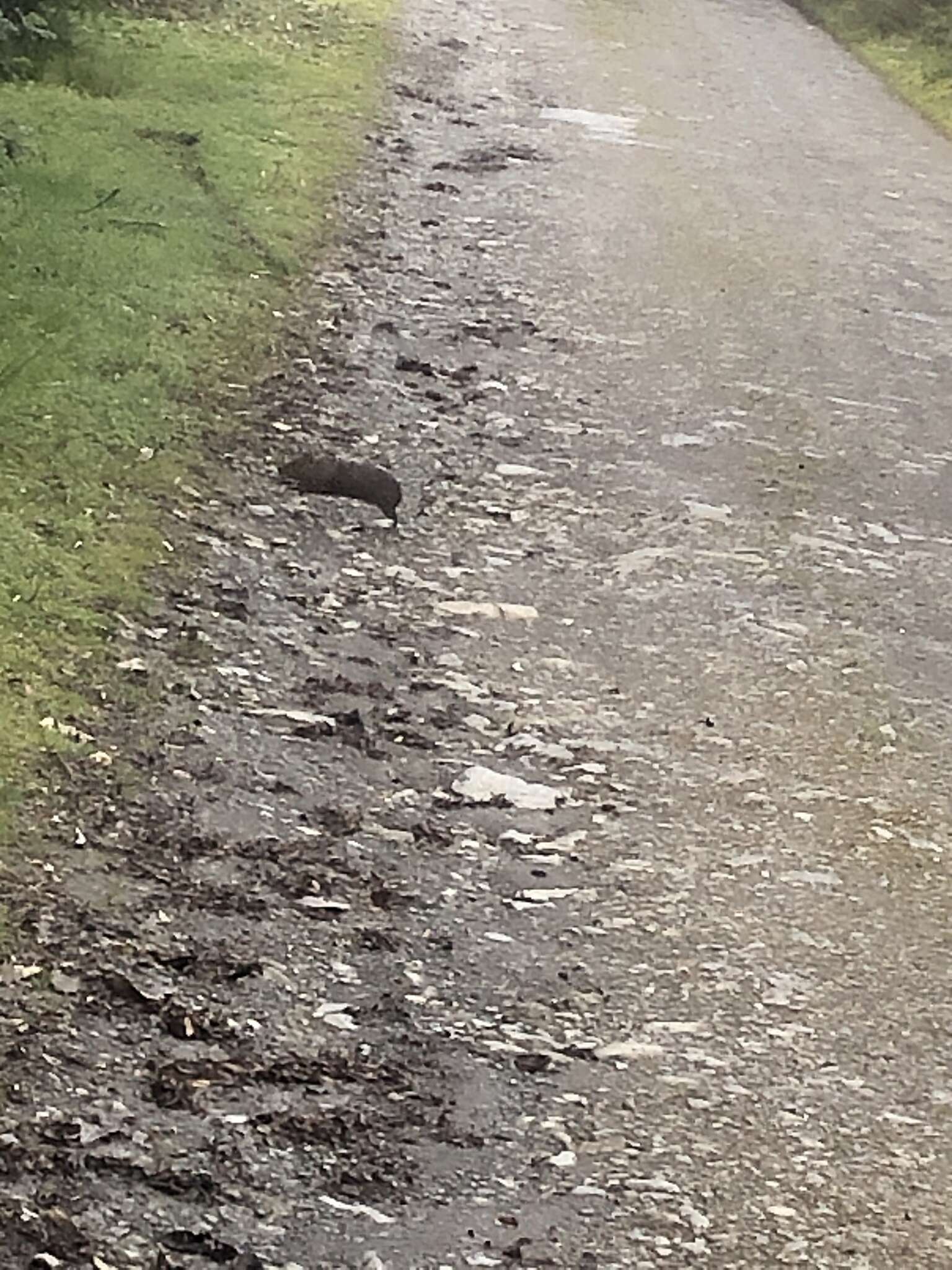 Image of Montane Guinea Pig