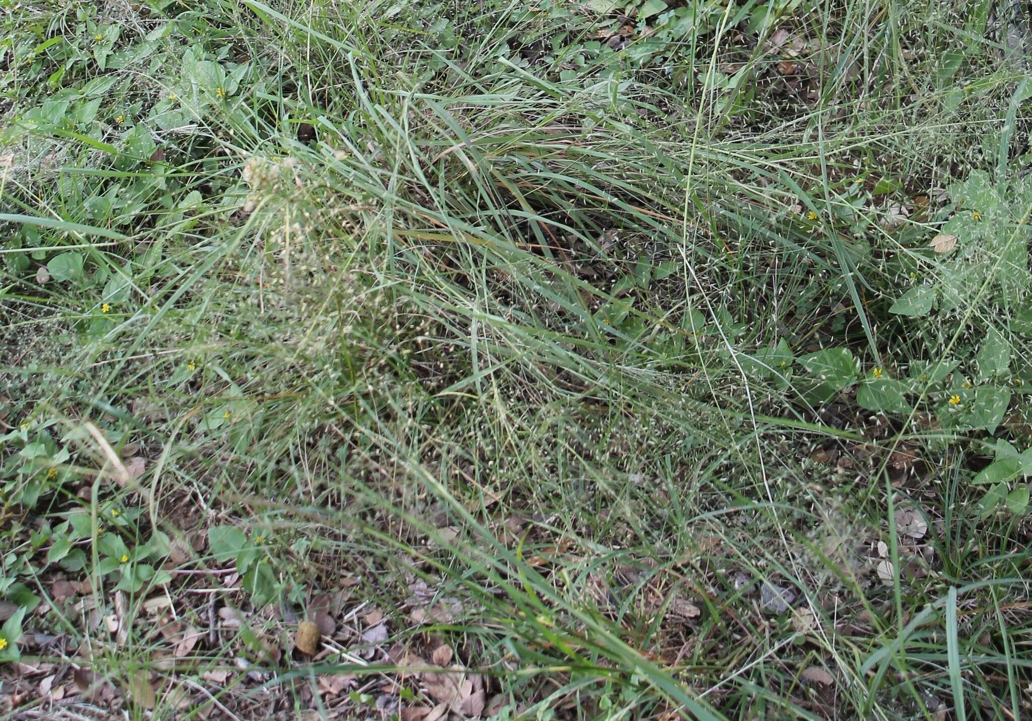 Image of sand lovegrass