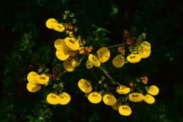 Image of Calceolaria undulata Benth.