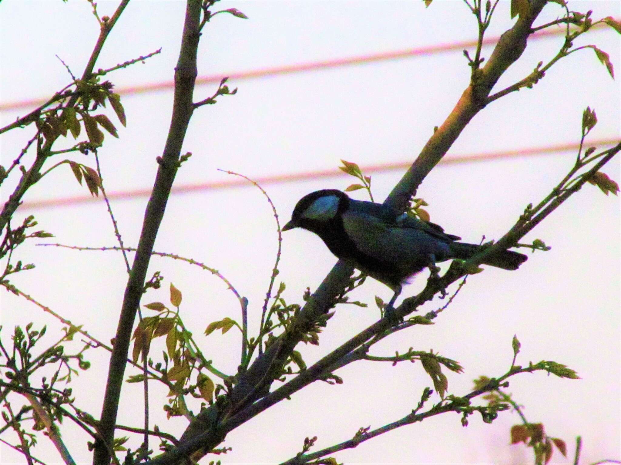 Imagem de Parus cinereus Vieillot 1818