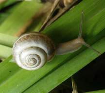 Image of Harmozica ravergiensis (A. Férussac 1835)