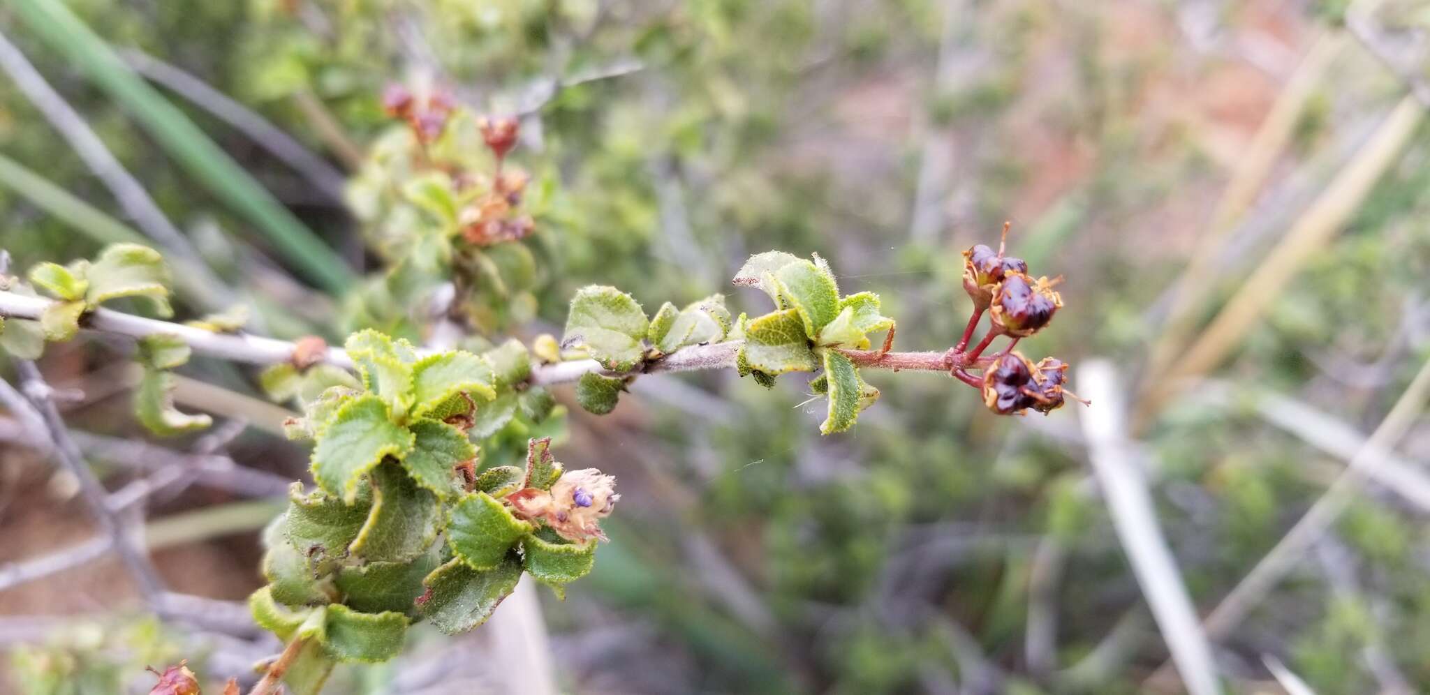 Image of Ceanothus foliosus var. viejasensis D. O. Burge & Rebman