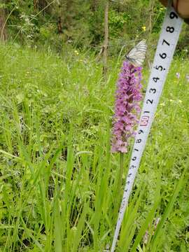 Image of Dactylorhiza sibirica Efimov