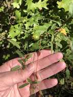 Image of Texas snoutbean