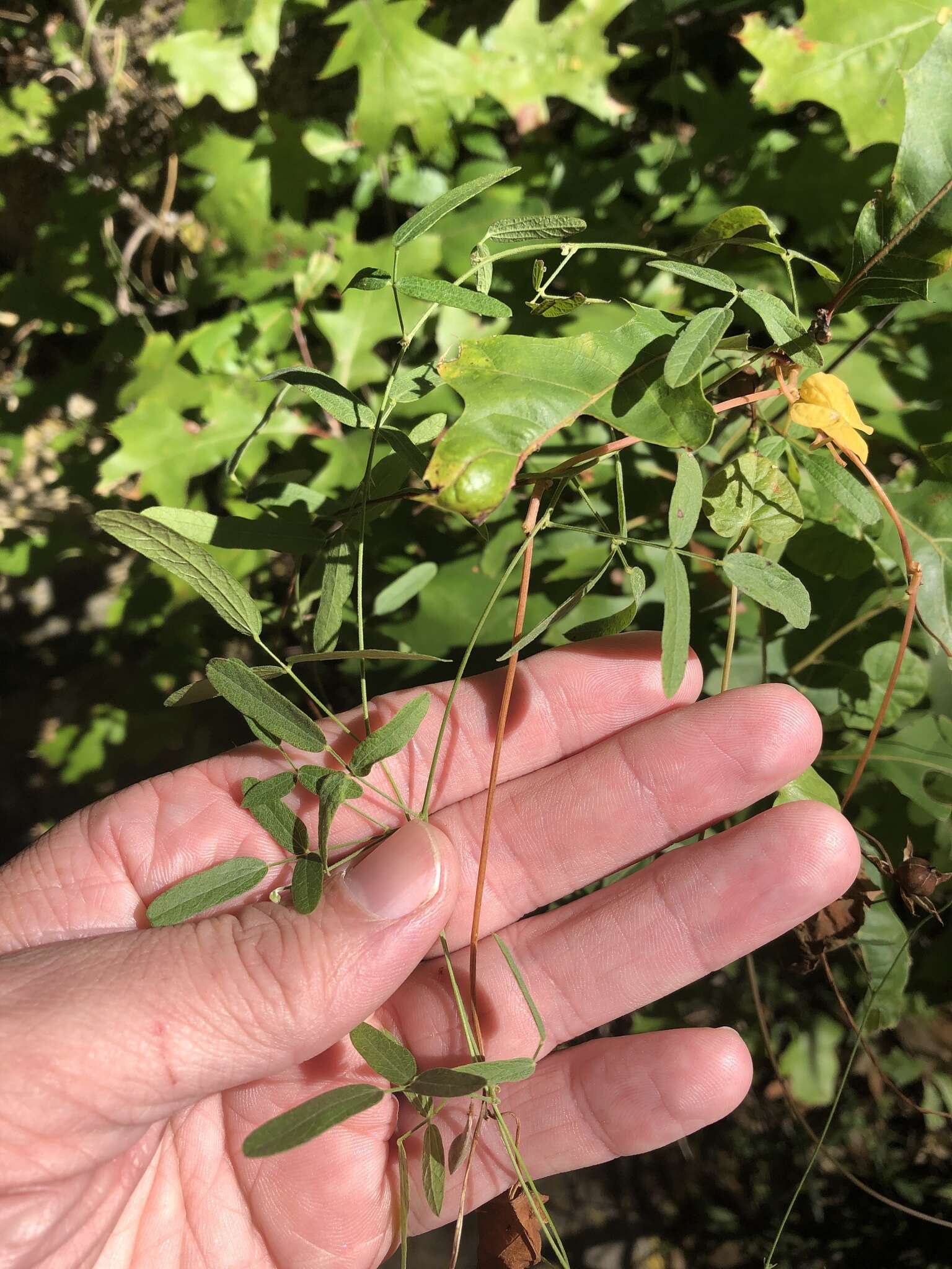 Image of Texas snoutbean