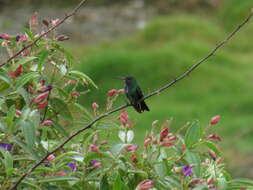 Image of Glittering-throated Emerald