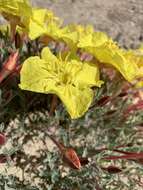 Image of Oenothera lavandulifolia Torr. & Gray