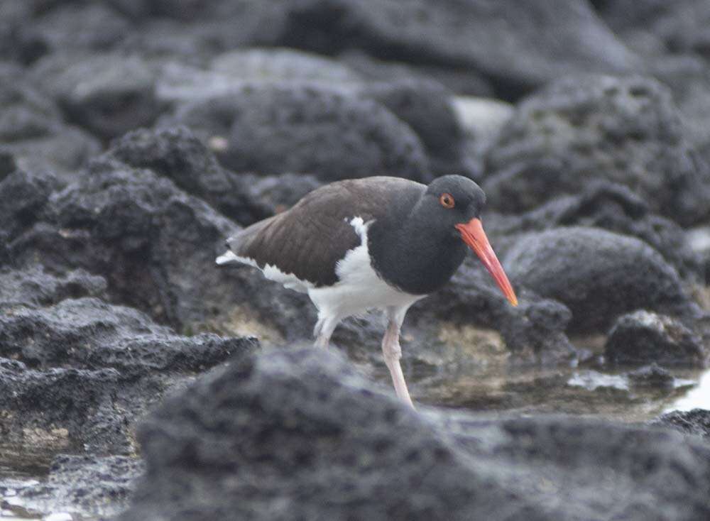 Image of Haematopus palliatus galapagensis Ridgway 1886