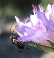 Image of Antaxius (Chopardius) chopardi Morales-Agacino 1936