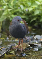 Image of Black-tailed Crake