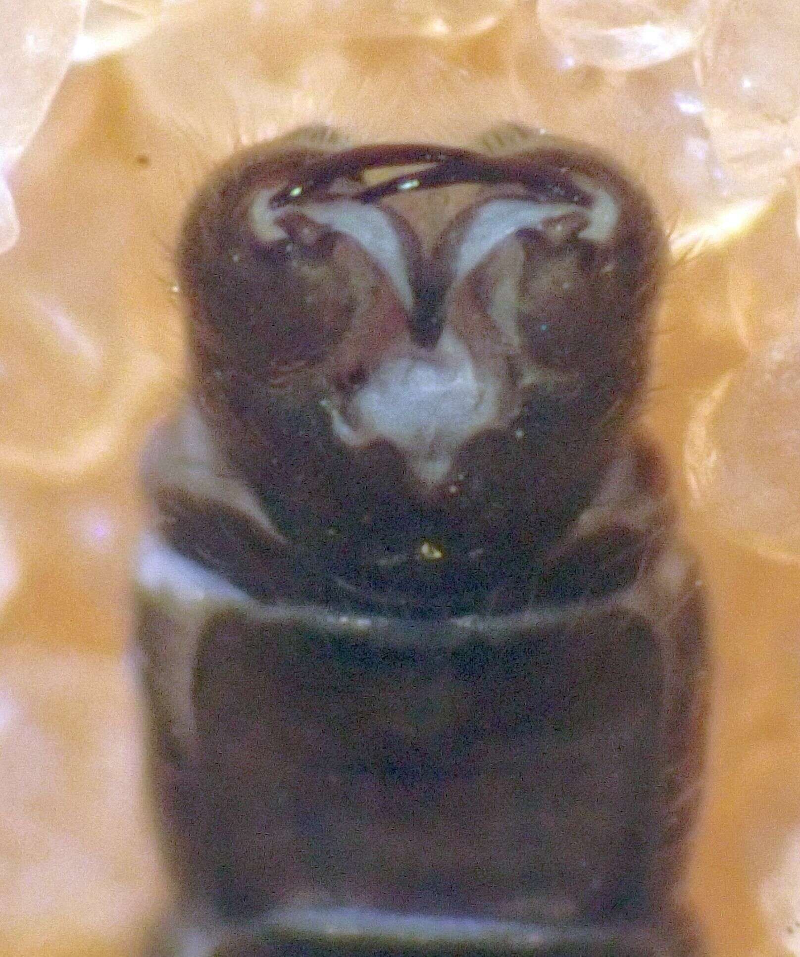 Image of Limnophila (Arctolimnophila) claggi Alexander 1931