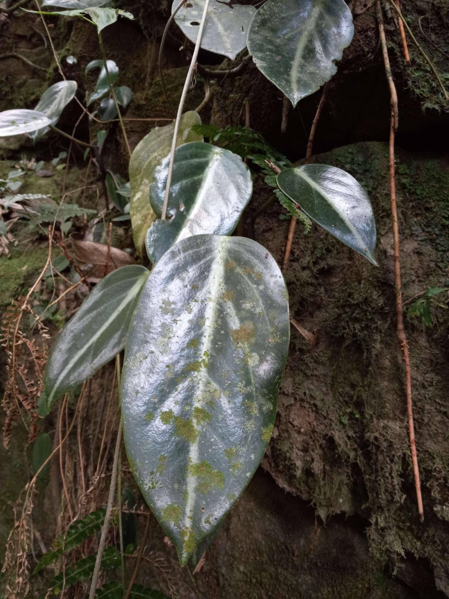 Image of spotted peperomia