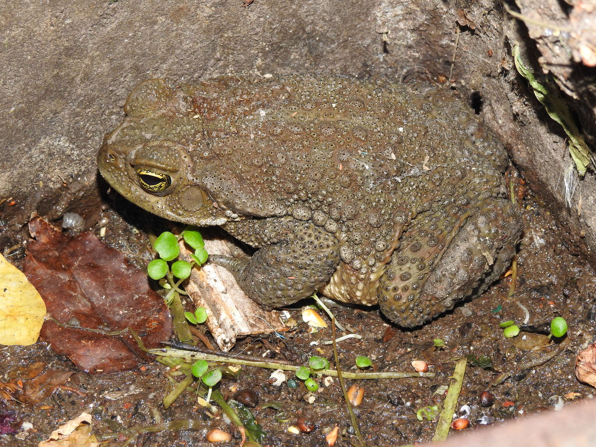 Image of Argentine toad