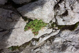 Imagem de Saxifraga sedoides L.