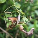 Image of Aristolochia bonettiana