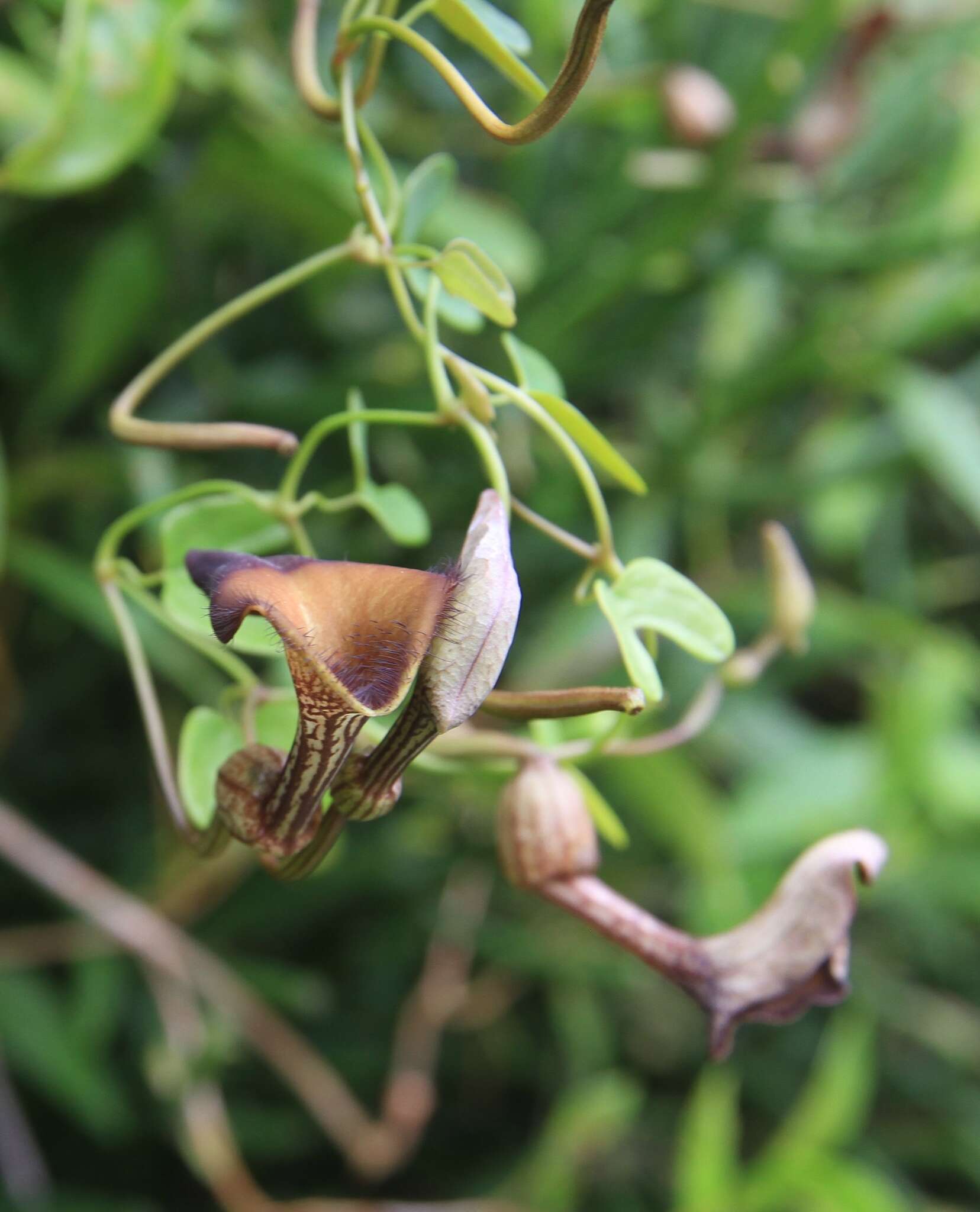 Image of Aristolochia bonettiana