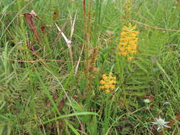 Platanthera integra (Nutt.) A. Gray ex L. C. Beck的圖片