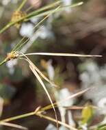 Imagem de Cyperus vaginatus R. Br.