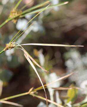 Image of Cyperus vaginatus R. Br.