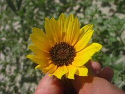 Image of Texas sunflower