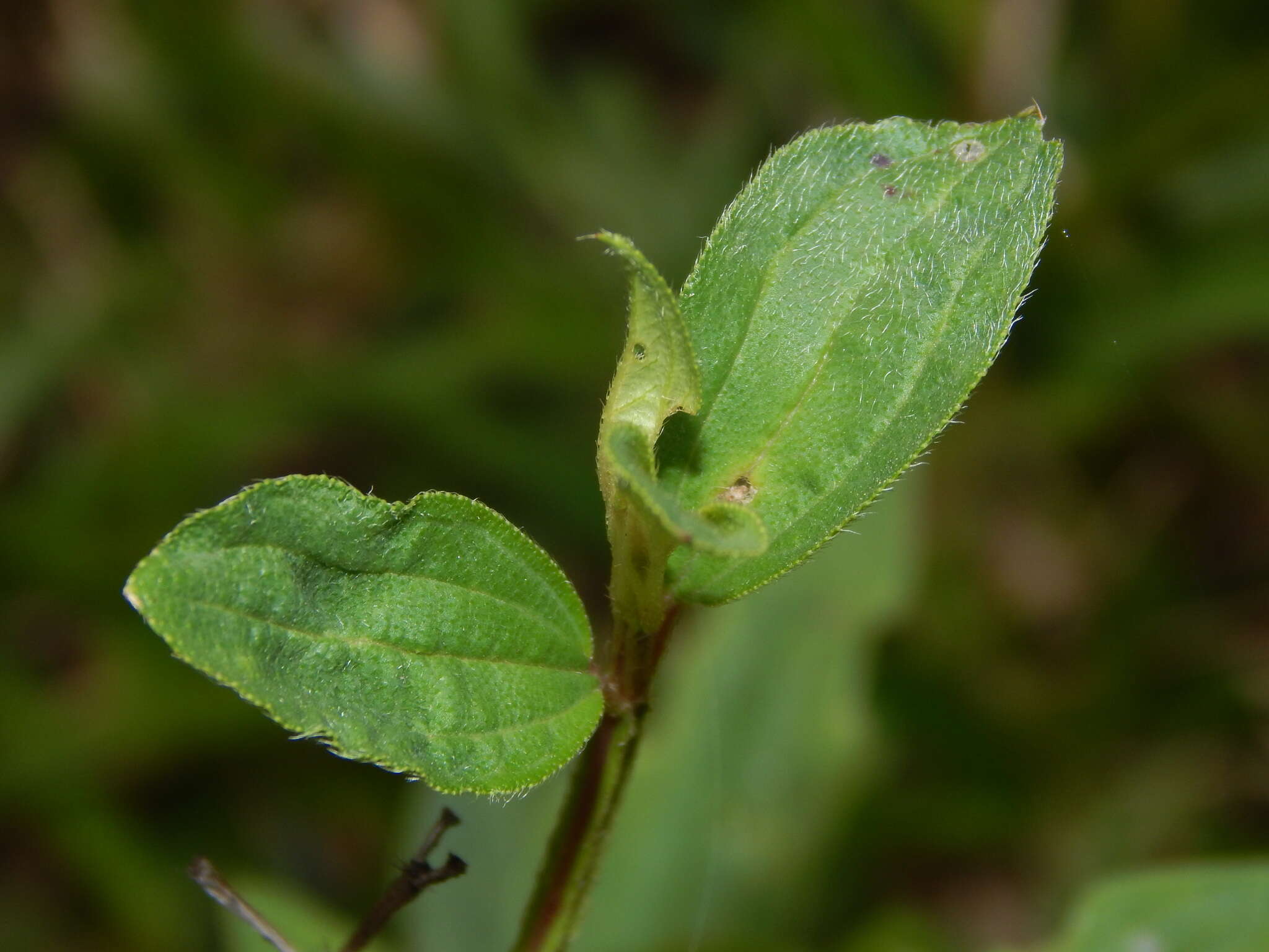 Pterogastra divaricata (Bonpl.) Naud.的圖片