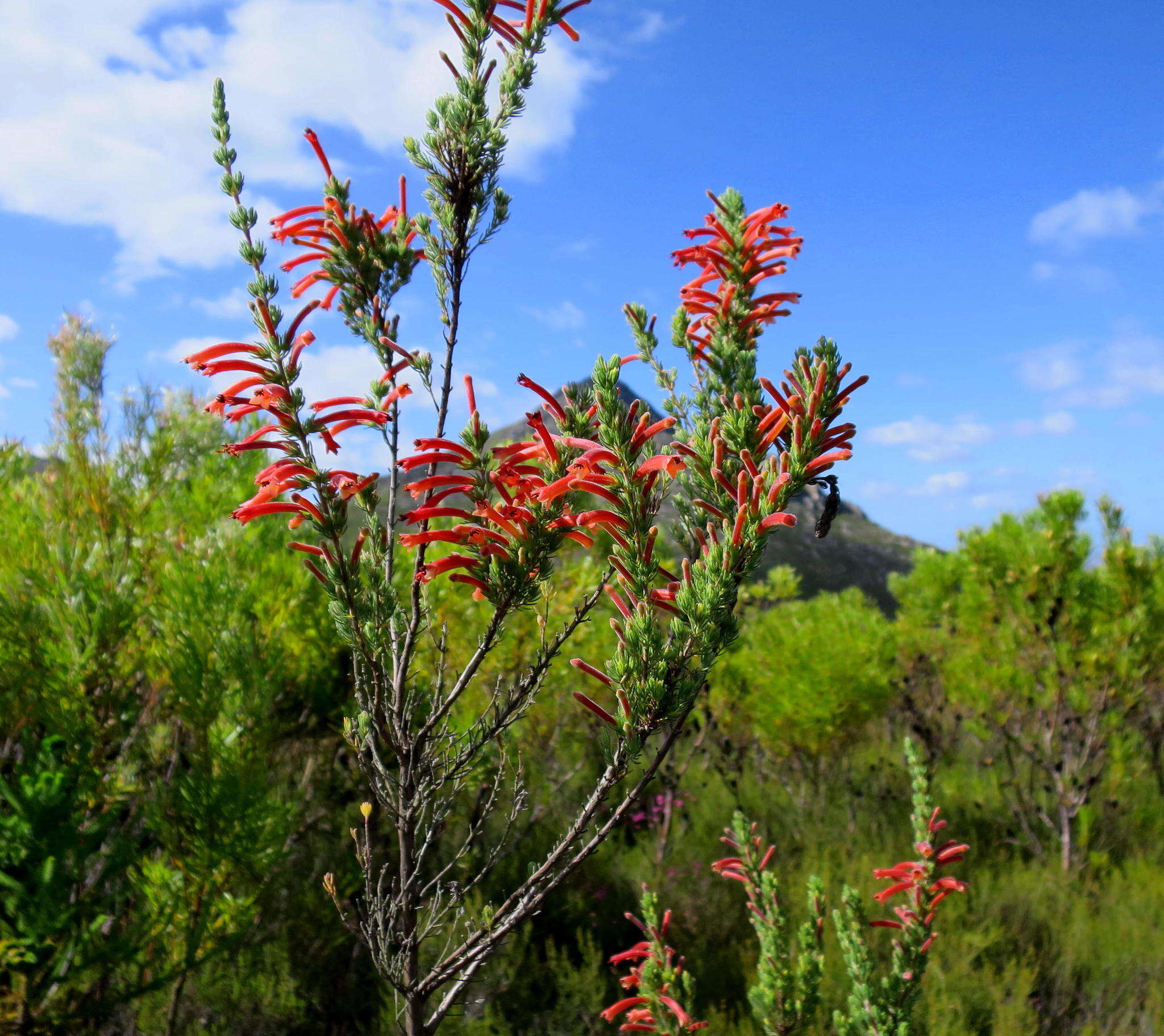 Imagem de <i>Erica <i>curviflora</i></i> var. curviflora