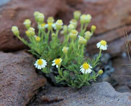 Image of Felicia bechuanica Mattf.