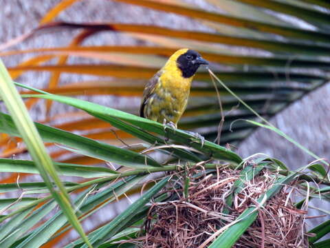 Image of Slender-billed Weaver