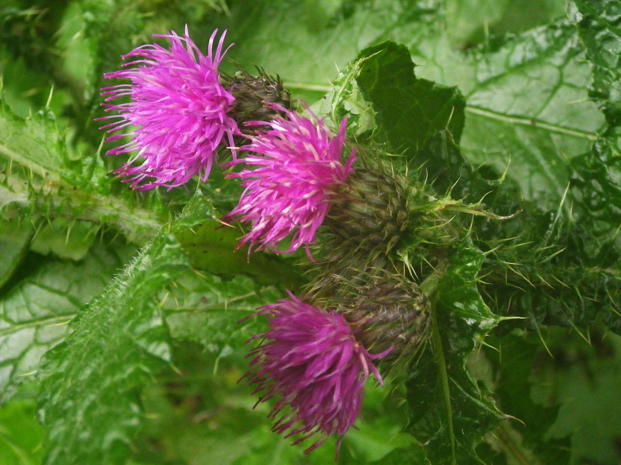 Carduus clavulatus Link的圖片