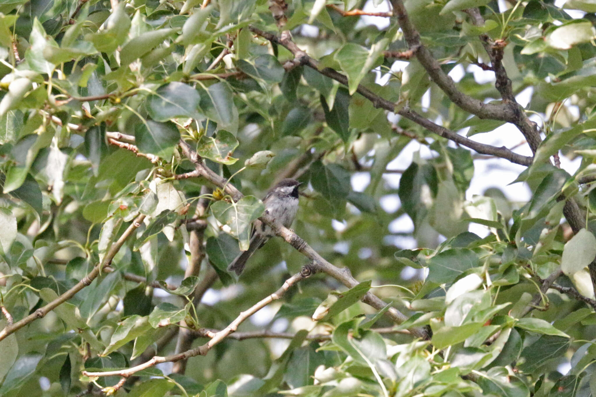 Image of Boreal Chickadee