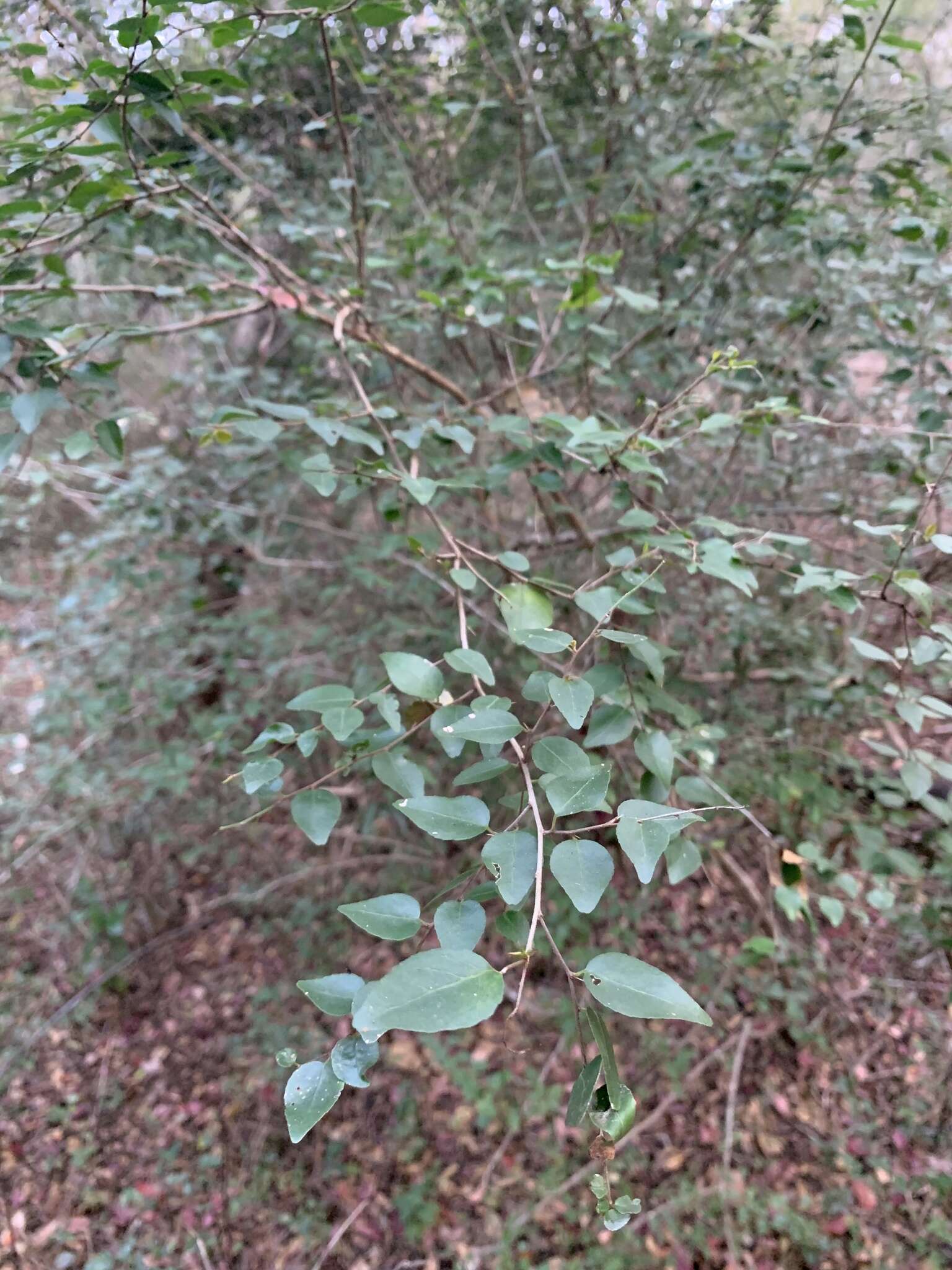 Image of Gymnosporia rubra (Harv.) Loes.