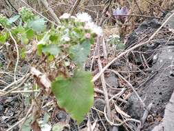 صورة Ageratina petiolaris (Mocino & Sesse ex DC.) R. King & H. Rob.