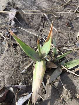 Image of Deer-Tongue Rosette Grass