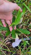 Image de Clitoria laurifolia Poir.