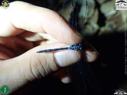 Image de Oxythemis phoenicosceles Ris 1909