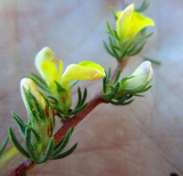 Image of Aspalathus opaca subsp. opaca