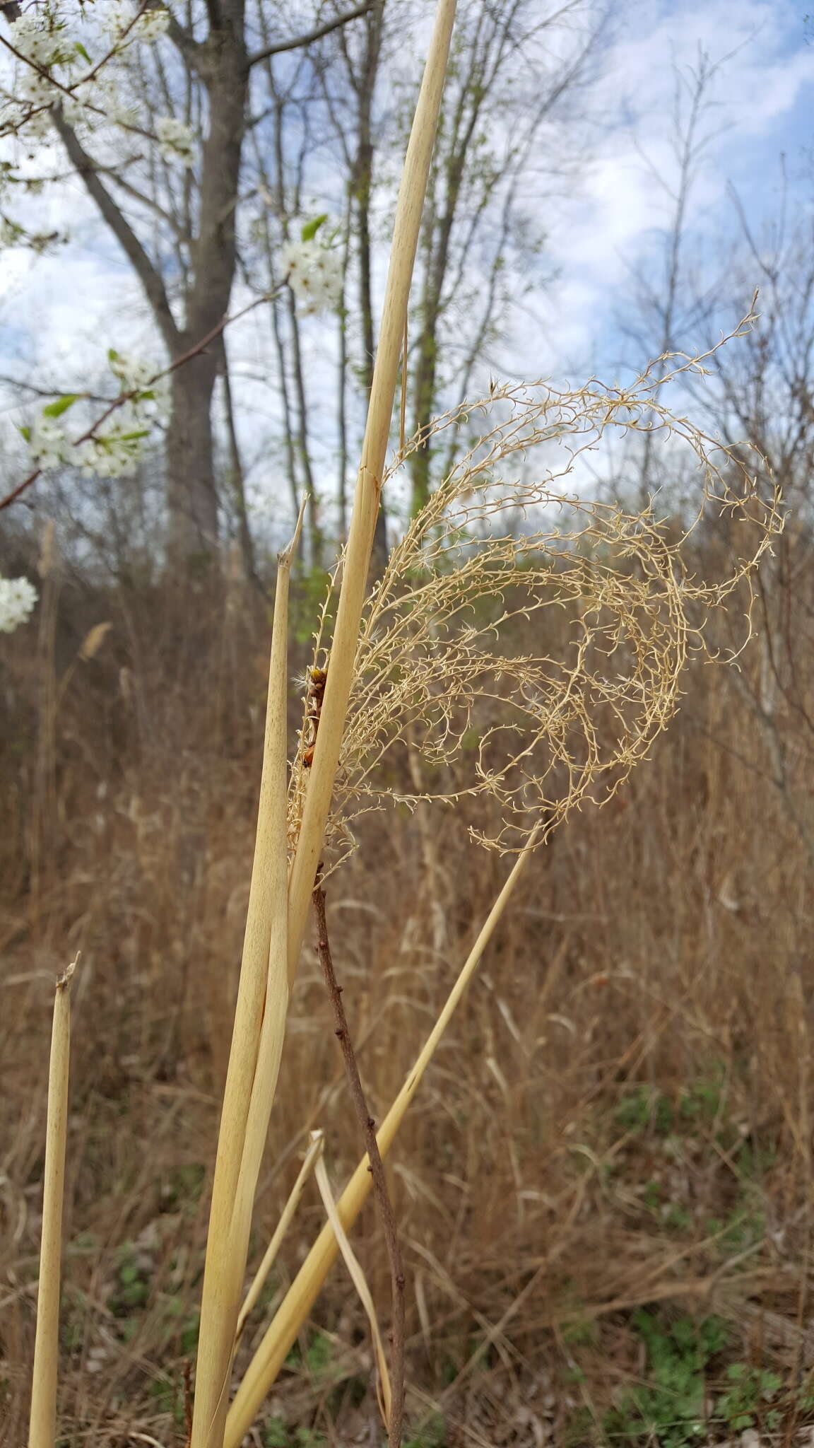 Imagem de Miscanthus sinensis Andersson