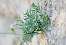 Image of Linaria microsepala A. Kerner