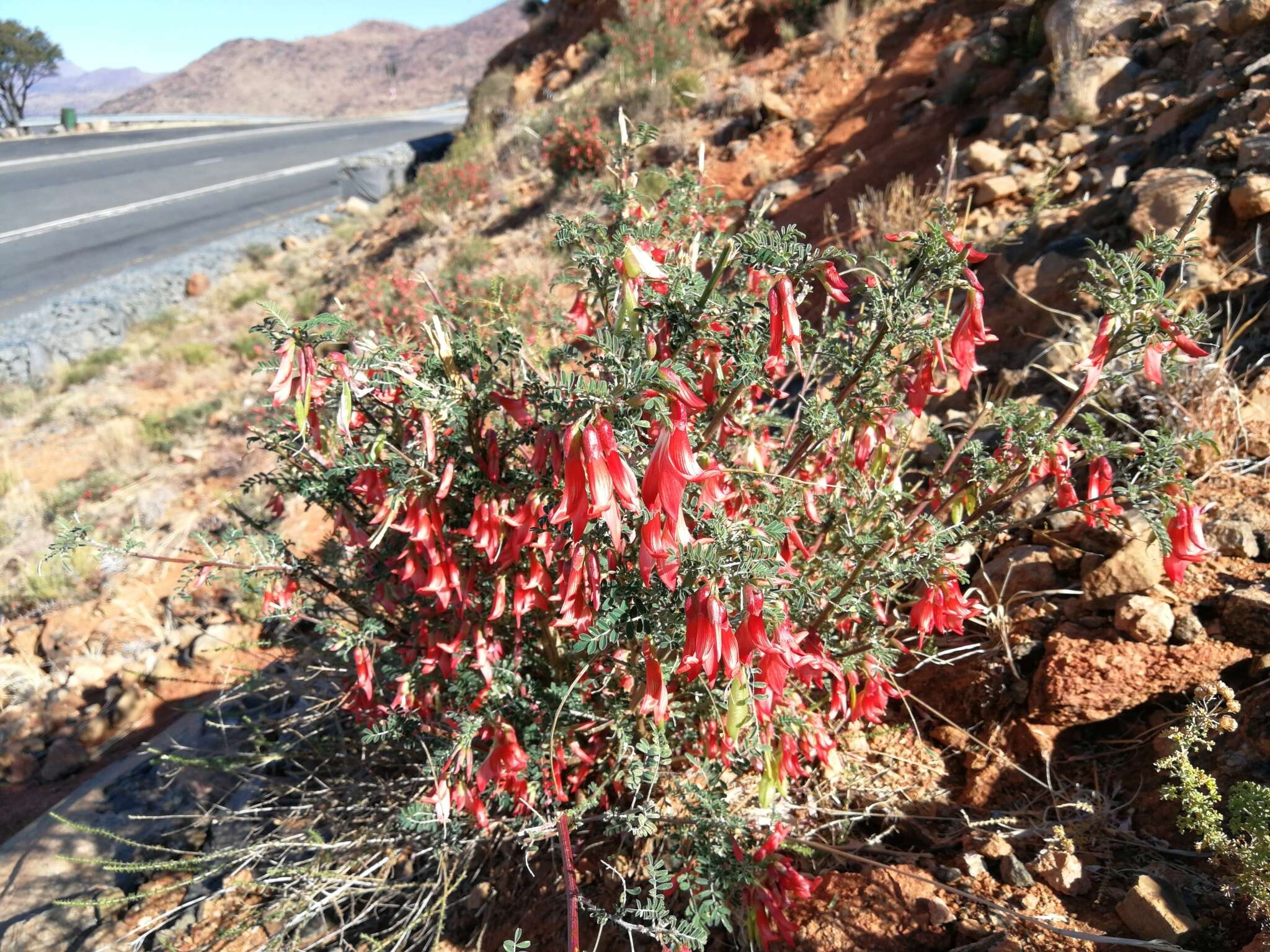 Image de Lessertia frutescens (L.) Goldblatt & J. C. Manning