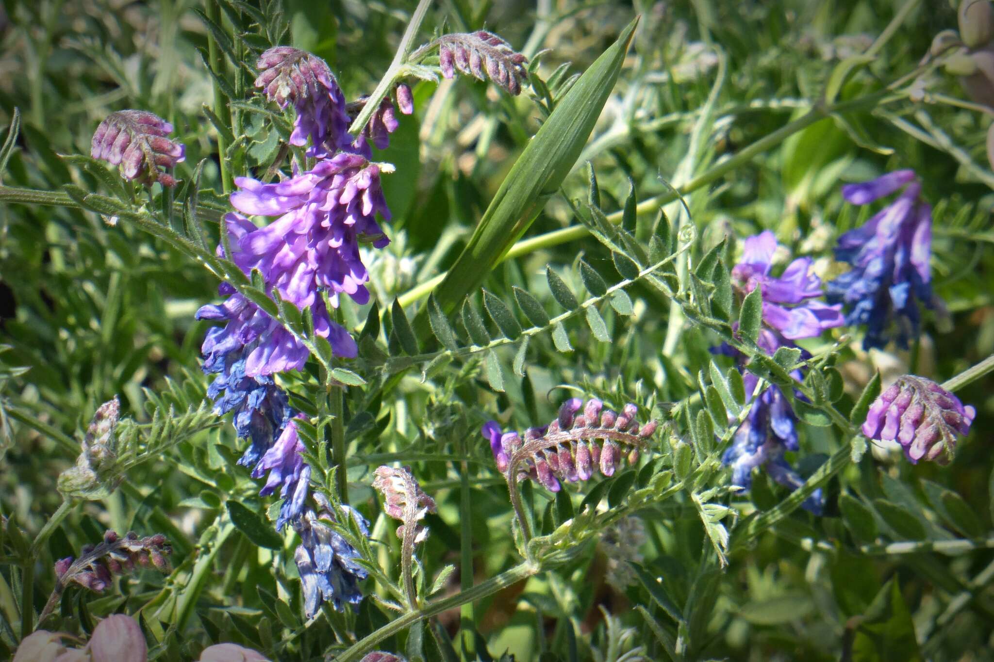 Image of bird vetch