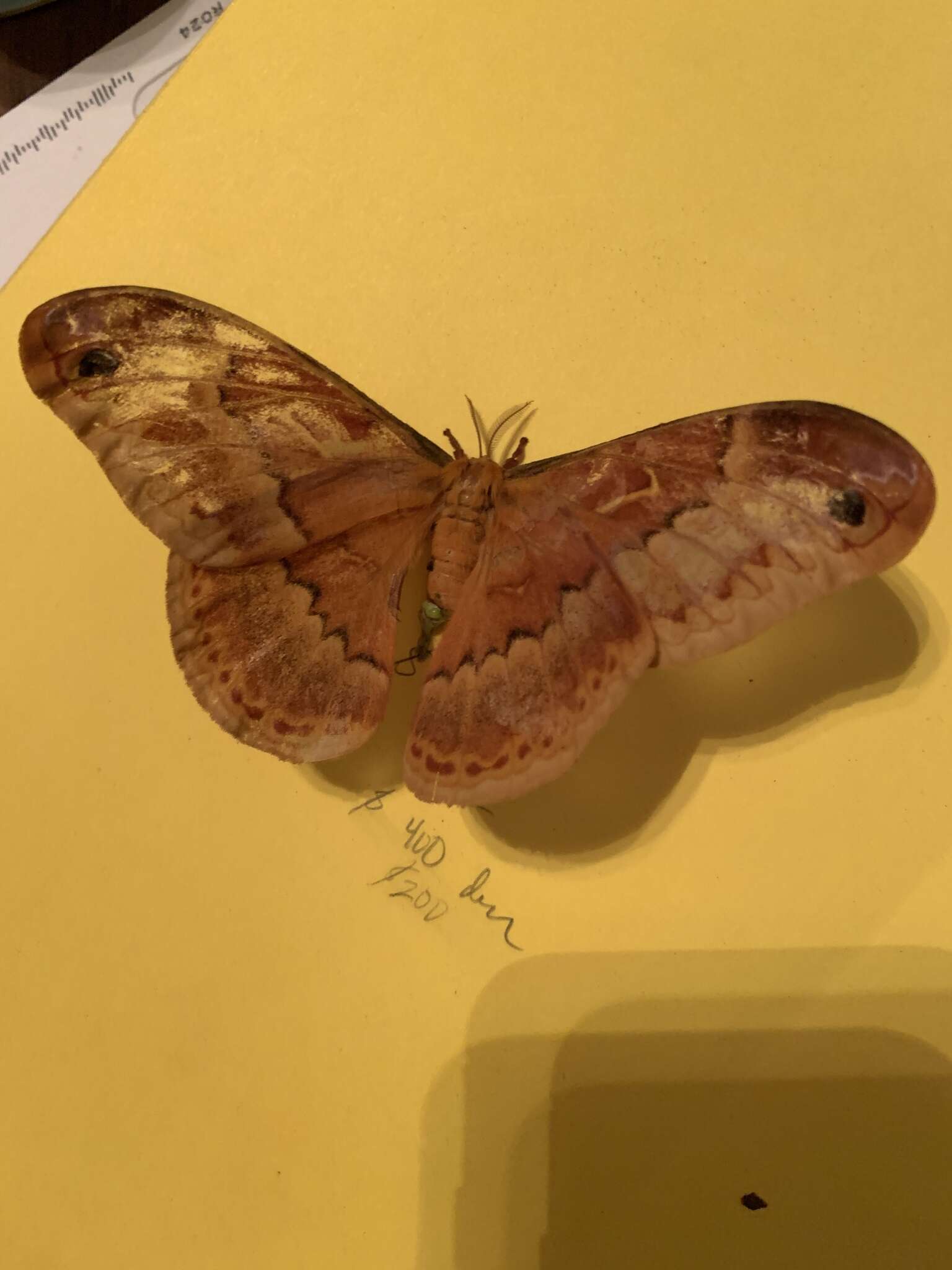 Image of Sweetbay Silk Moth