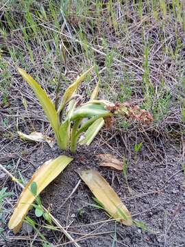 Image of Orchis simia subsp. simia