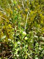 Sivun Vaccinium macrocarpum Aiton kuva