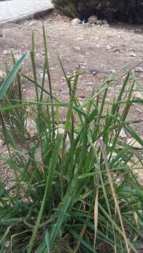 Image of black-grass