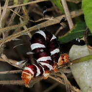 Image de Rhanidophora cinctigutta Walker 1862