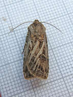 صورة Agrotis gladiaria Morris 1874